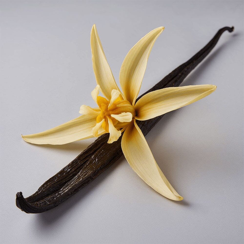 Face+ Moisturiser with Infused Vanilla Bean - Premium Hydration Tallow Savvishly Savvique 
