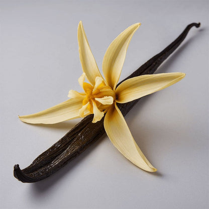 Face+ Moisturiser with Infused Vanilla Bean - Premium Hydration Tallow Savvishly Savvique 